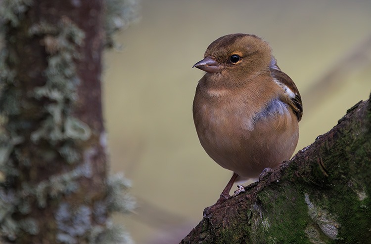 female chaffinch looking nice